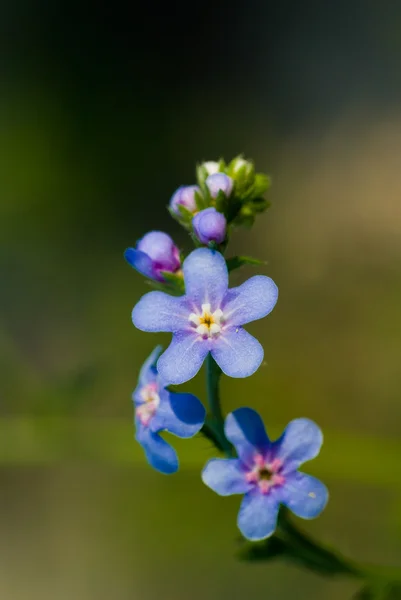 Kék hegyek virág — Stock Fotó
