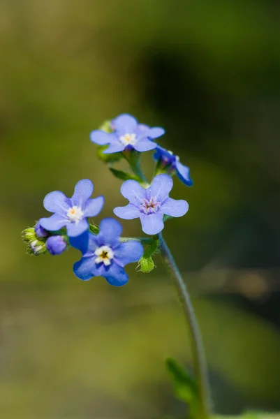 Fleurs de montagnes bleues — Photo