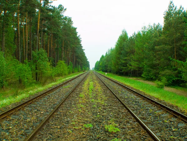 stock image Railroad along the forest