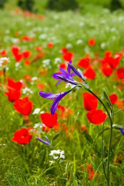 Flor de montaña lila sobre el fondo de amapola roja — Foto de Stock
