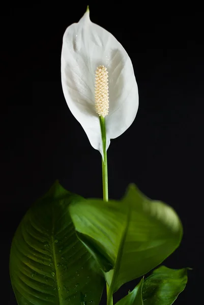 Flor blanca pintada perfecta sobre fondo negro —  Fotos de Stock