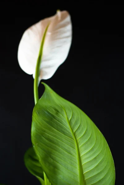 Perfeito pintado flor branca no fundo preto — Fotografia de Stock