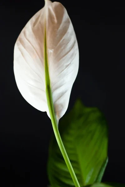 完璧な黒の背景に白い花を描いた — ストック写真
