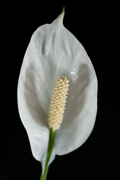 완벽 한 검은 배경에 흰 꽃 그린 — 스톡 사진