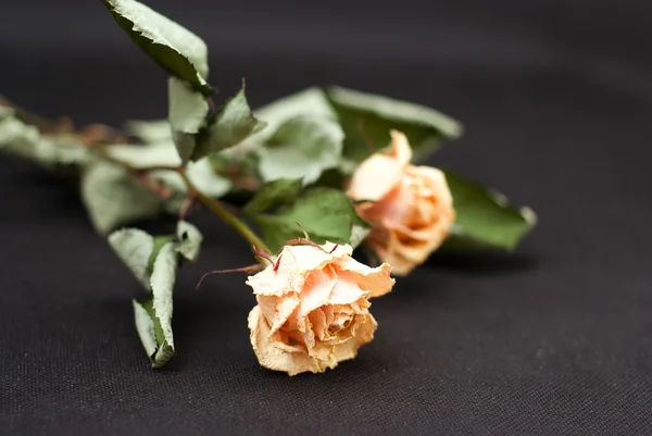 Lindas rosas secas no fundo preto — Fotografia de Stock