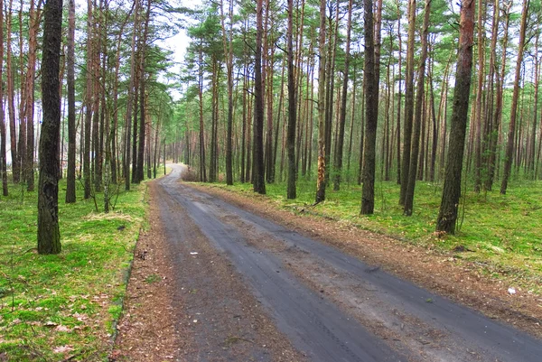 Straße durch Wald — Stockfoto