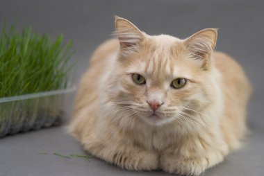 taze ot ile Norveç kedi