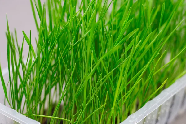 stock image Green frash grass