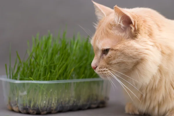 stock image The Norwegian cat with fresh grass