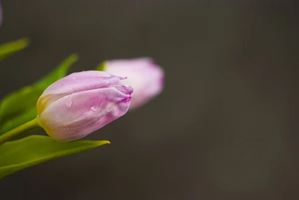 Tulipa lilás em um escuro — Fotografia de Stock