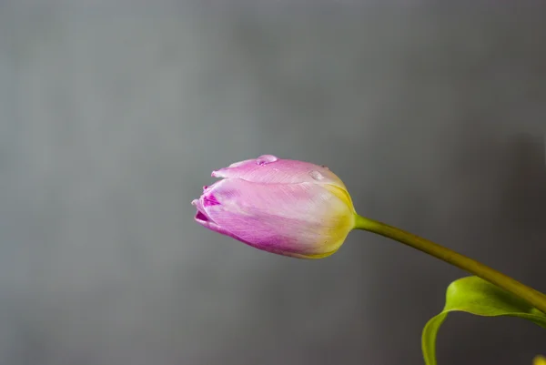 Бузковий тюльпан на темряві — стокове фото