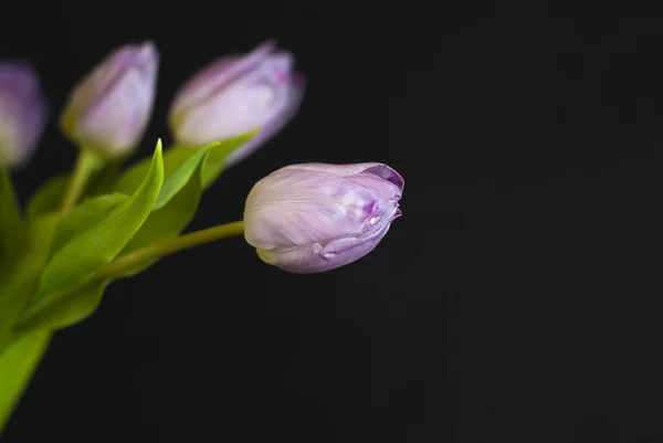 黑色背景淡紫色郁金香花束 — 图库照片