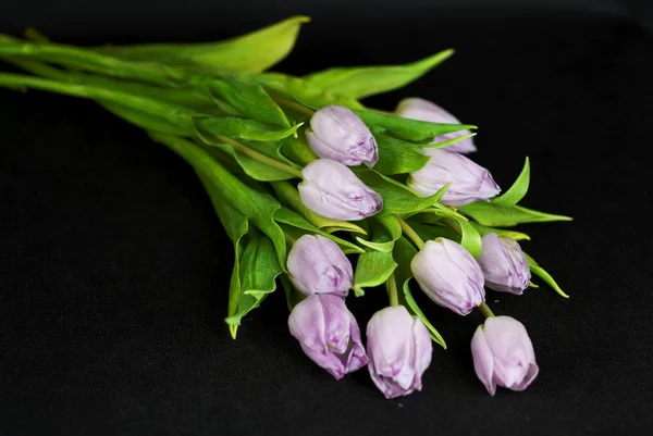暗い背景に対してライラック チューリップの花束 — ストック写真