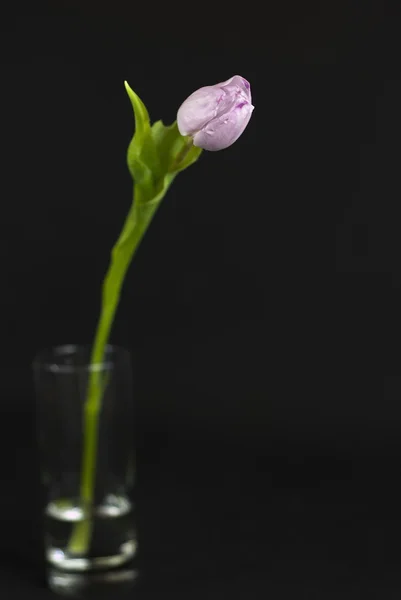 Lila tulpan på en mörk — Stockfoto