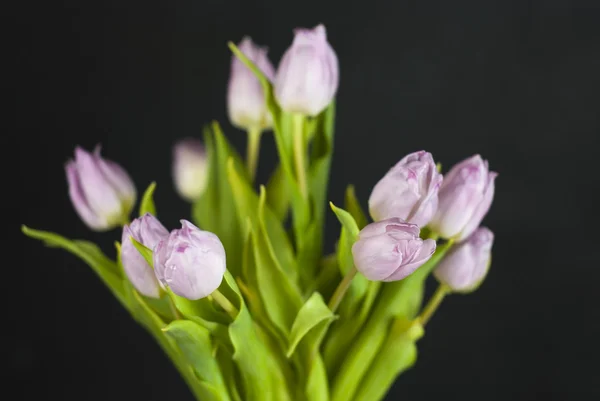 어두운 배경에 대하여 라일락 튤립 꽃다발 — 스톡 사진