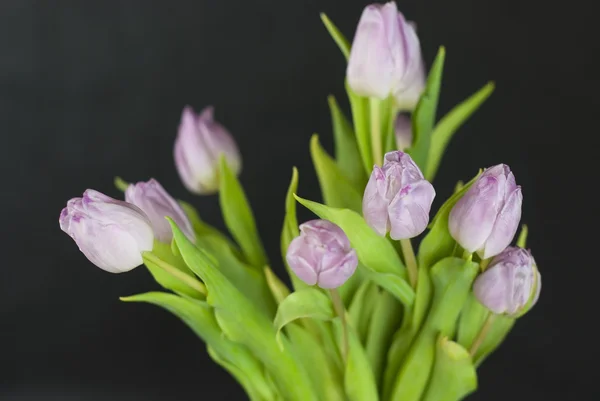 어두운 배경에 대하여 라일락 튤립 꽃다발 — 스톡 사진