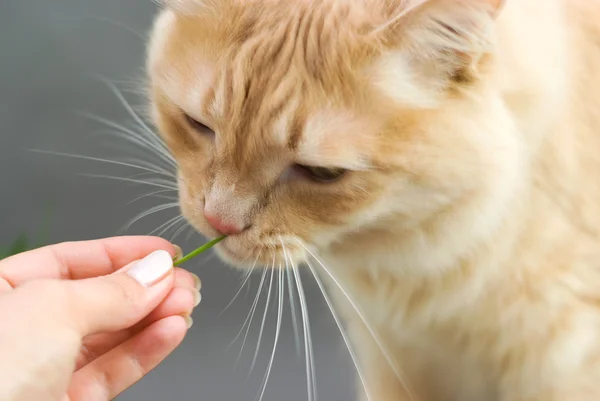 stock image The Norwegian cat eats a fresh grass