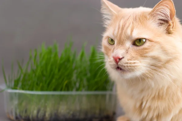 stock image The Norwegian cat with fresh grass