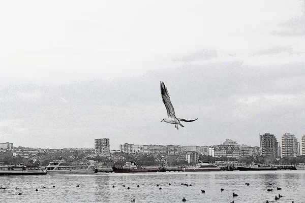 Чайка над городом — стоковое фото