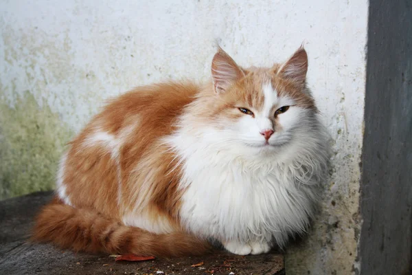 stock image Cat on stumb