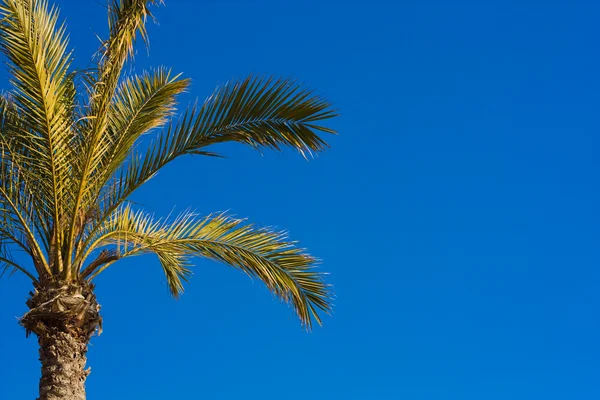 stock image Palm tree.