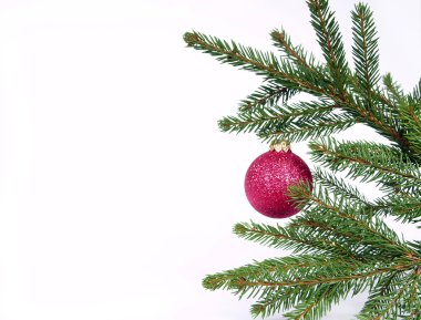 Branch spruce with red ball clipart