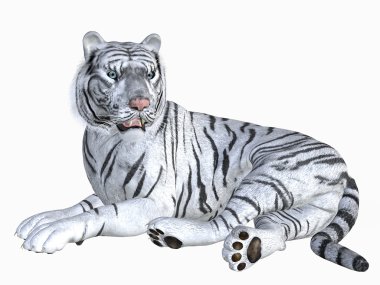 White tiger clipart