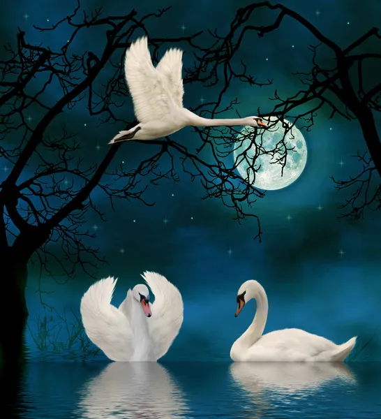 Лебеди Лунном Свете Озере — стоковое фото
