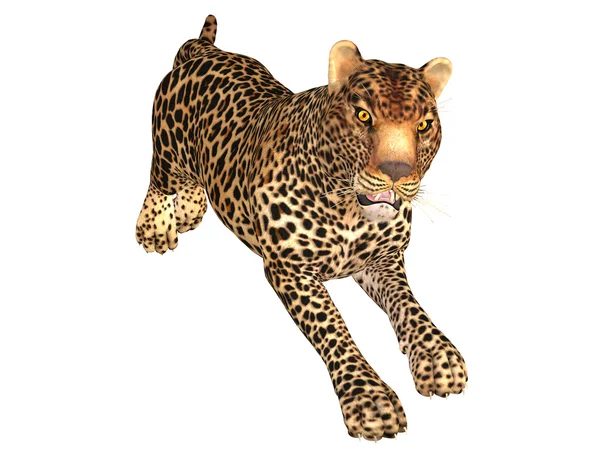 Angry leopard — Stock Photo, Image