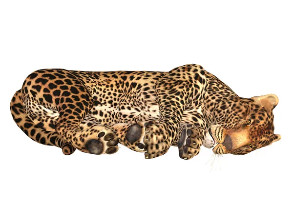 Спляча леопард — стокове фото