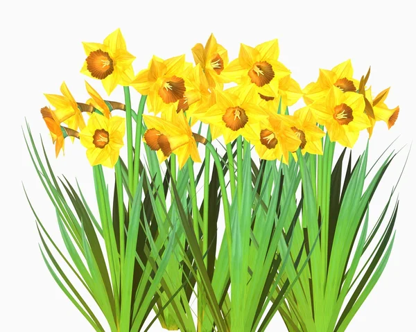 stock image Daffodils