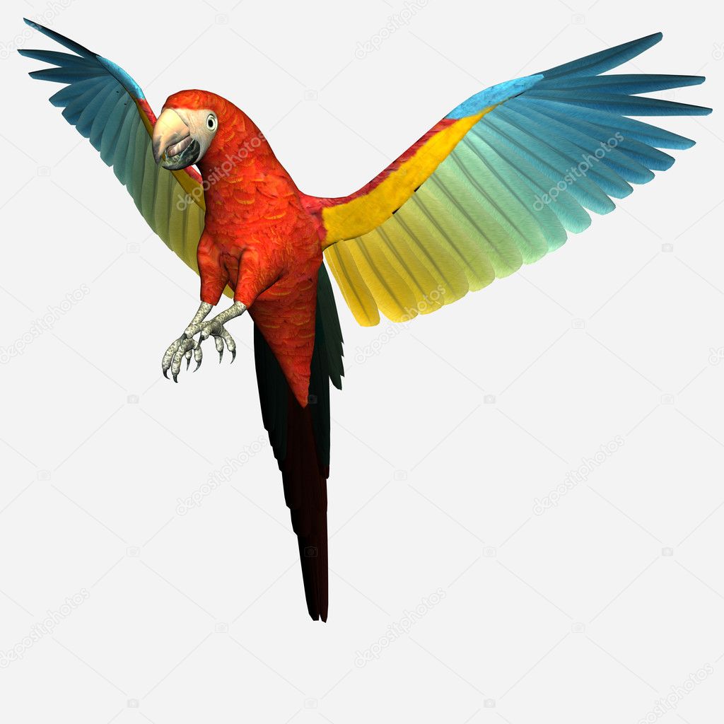 Cute macaw