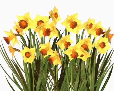 Daffodils clipart