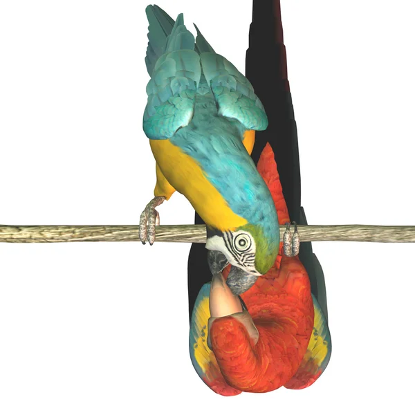 Şirin Amerika papağanı — Stok fotoğraf