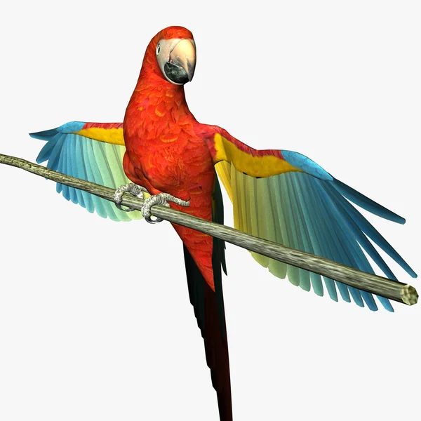 Aranyos papagáj — Stock Fotó