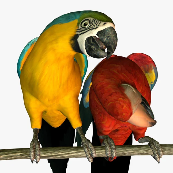 Schattig macaws — Stockfoto