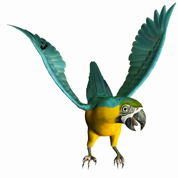 Roztomilý papoušek — Stock fotografie