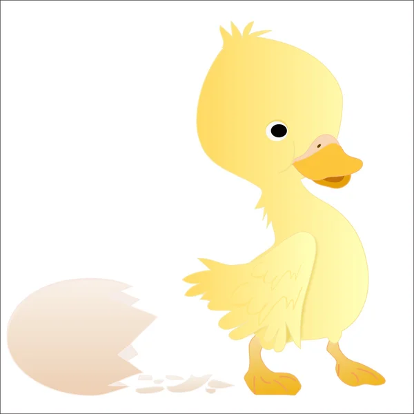 Yeni doğan ördek — Stok fotoğraf