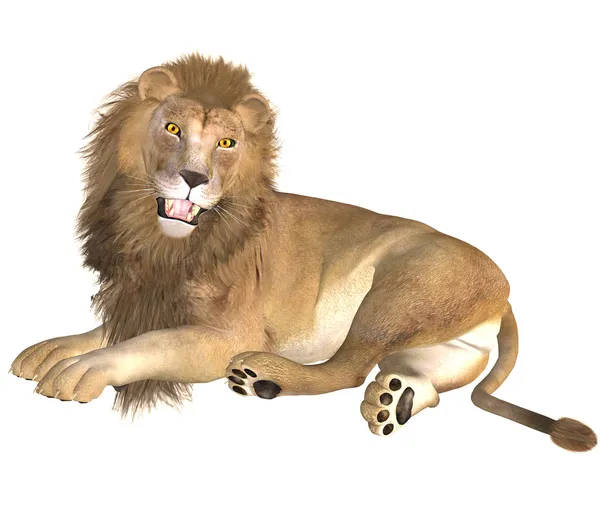 Gran león acostado, aislado — Foto de Stock