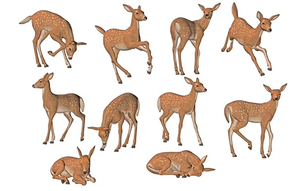 Young fawns in different poses — Stock Photo, Image