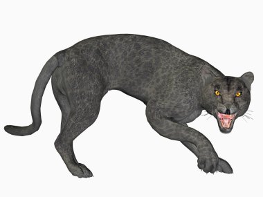 The panther clipart