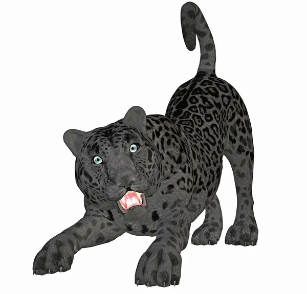 The panther — Stock Photo, Image