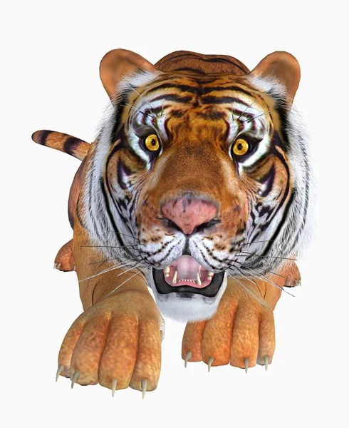 Tijger, geïsoleerd — Stockfoto