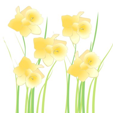 Daffodils - vector clipart