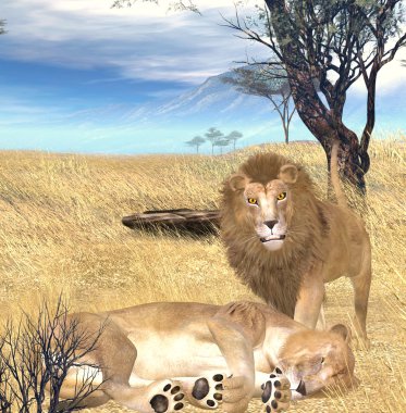 Lion and lioness clipart