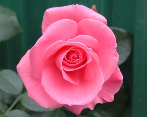 Lawinia růže — Stock fotografie