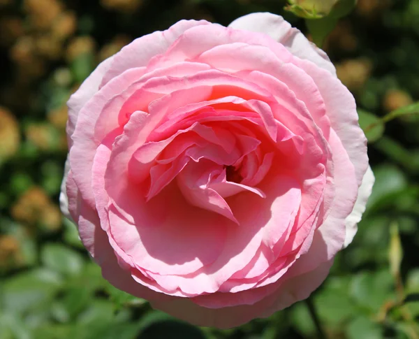 Lawinia rose — Stockfoto
