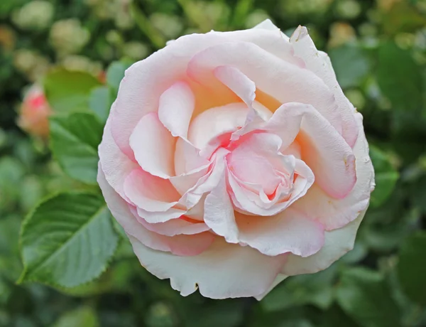 伊甸园玫瑰 85 — 图库照片