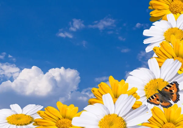 bir demet papatya ve calendula kelebek