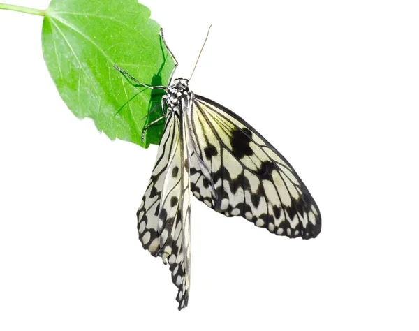 Papillon (Idea leuconoe  ). — Photo